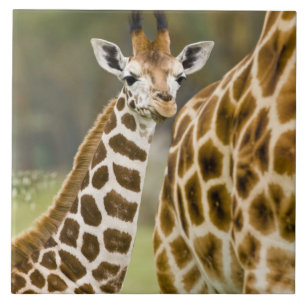 Africa. Kenya. Rothschild's Giraffe baby Tile