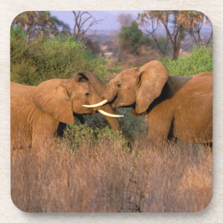 Africa, Kenya, Samburu. Elephant challenge Coaster