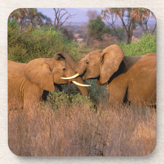 Africa, Kenya, Samburu. Elephant challenge Coaster (Front)