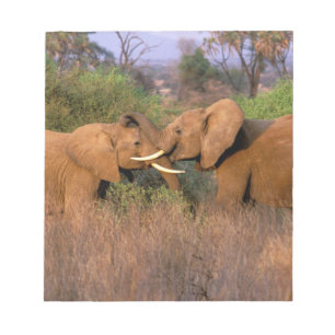 Africa, Kenya, Samburu. Elephant challenge Notepad