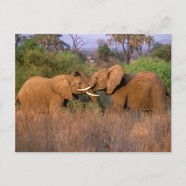 Africa, Kenya, Samburu. Elephant challenge Postcard (Front)