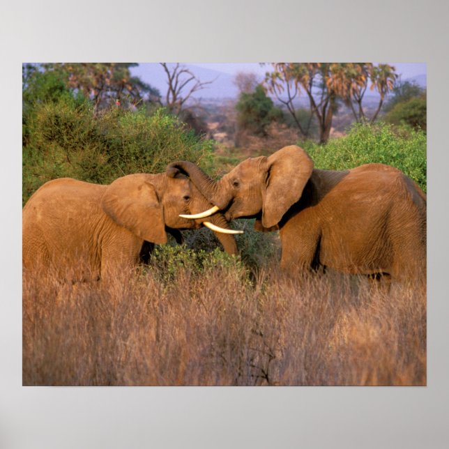 Africa, Kenya, Samburu. Elephant challenge Poster (Front)