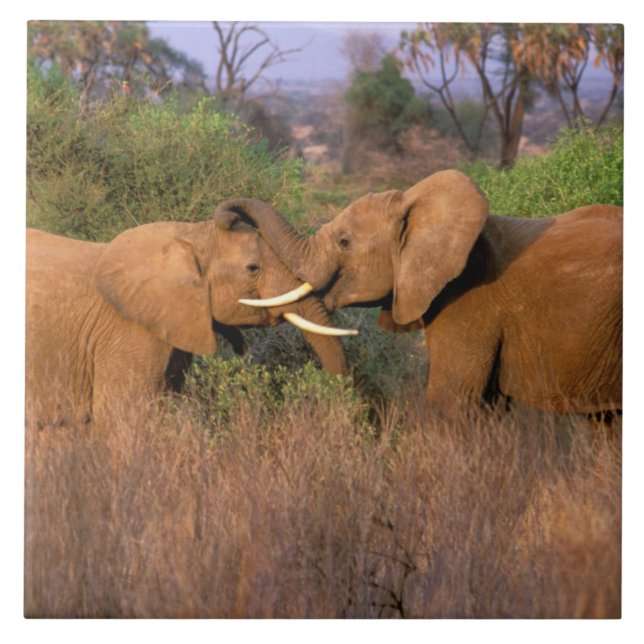 Africa, Kenya, Samburu. Elephant challenge Tile (Front)