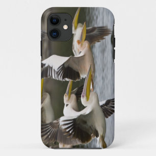 Africa. Kenya. White Pelicans in flight at Lake iPhone 11 Case