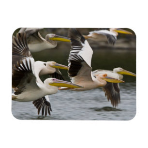 Africa. Kenya. White Pelicans in flight at Lake Magnet