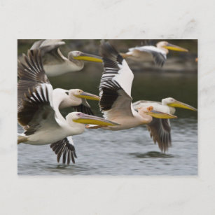 Africa. Kenya. White Pelicans in flight at Lake Postcard