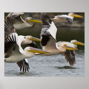 Africa. Kenya. White Pelicans in flight at Lake Poster