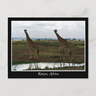 Africa Kenya wild animals Postcard