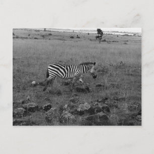 Africa Kenya Zebra in the Wild Postcard