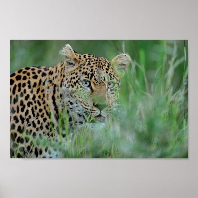 Africa Leopard Poster (A close-up shot captures a leopard amidst tall green grass!)