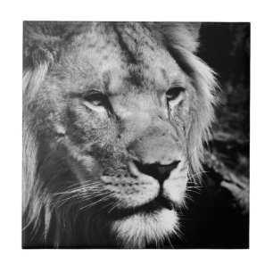 africa lion male closeup macro ceramic tile