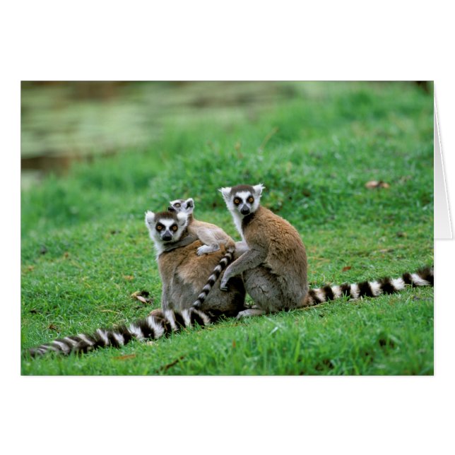 Africa, Madagascar, Antananarivo, Tsimbazaza (Front Horizontal)