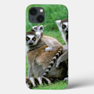 Africa, Madagascar, Antananarivo, Tsimbazaza iPhone 13 Case