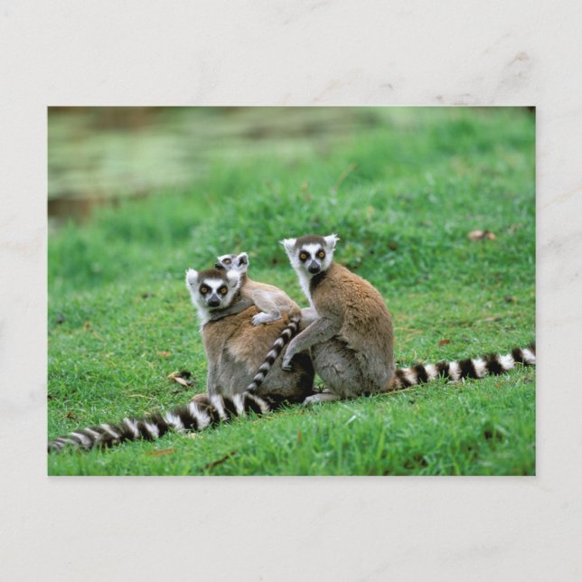 Africa, Madagascar, Antananarivo, Tsimbazaza Postcard (Front)