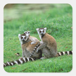 Africa, Madagascar, Antananarivo, Tsimbazaza Square Sticker