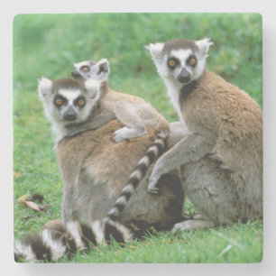 Africa, Madagascar, Antananarivo, Tsimbazaza Stone Coaster