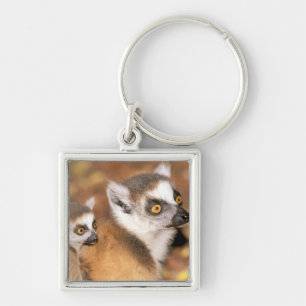 Africa, Madagascar, Berenty Private Reserve. Key Ring