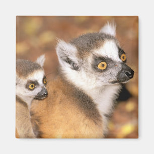 Africa, Madagascar, Berenty Private Reserve. Magnet