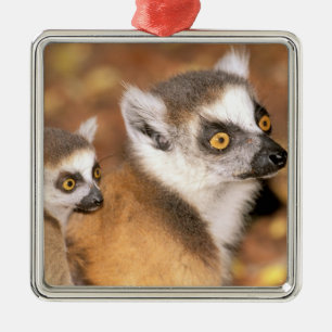 Africa, Madagascar, Berenty Private Reserve. Metal Ornament