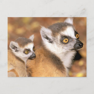 Africa, Madagascar, Berenty Private Reserve. Postcard