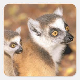 Africa, Madagascar, Berenty Private Reserve. Square Sticker