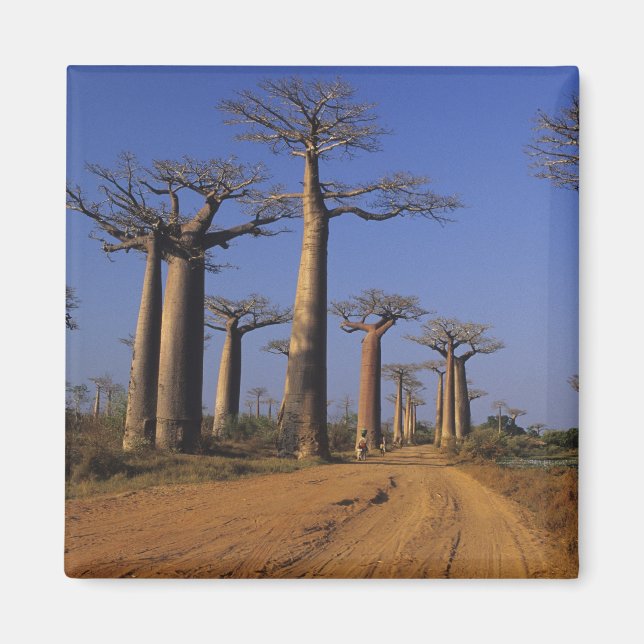 Africa, Madagascar, Morondava, Baobab Avenue. Magnet (Front)