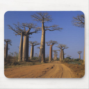 Africa, Madagascar, Morondava, Baobab Avenue. Mouse Pad
