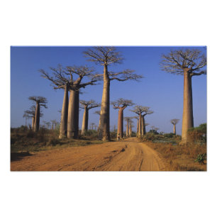 Africa, Madagascar, Morondava, Baobab Avenue. Photo Print