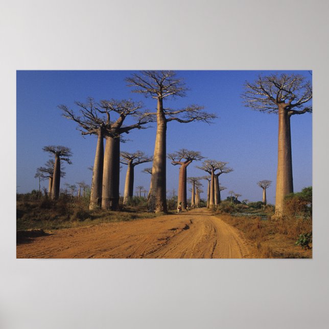 Africa, Madagascar, Morondava, Baobab Avenue. Poster (Front)