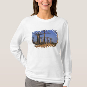 Africa, Madagascar, Morondava, Baobab Avenue. T-Shirt