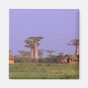 Africa, Madagascar, Morondava. Baobabs Magnet