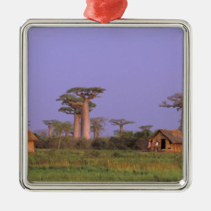 Africa, Madagascar, Morondava. Baobabs Metal Ornament