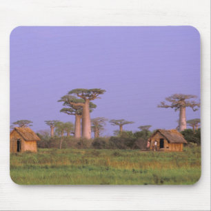 Africa, Madagascar, Morondava. Baobabs Mouse Pad