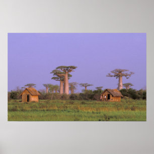 Africa, Madagascar, Morondava. Baobabs Poster