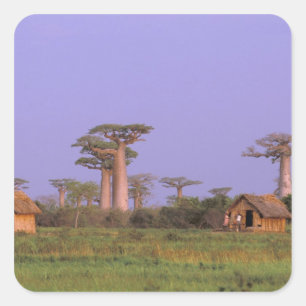 Africa, Madagascar, Morondava. Baobabs Square Sticker