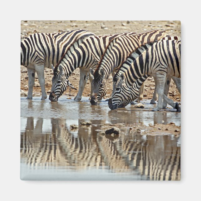 Africa, Namibia, Etosha NP. Burchell's Zebra Magnet (Front)