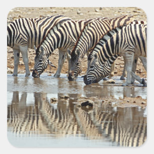 Africa, Namibia, Etosha NP. Burchell's Zebra Square Sticker