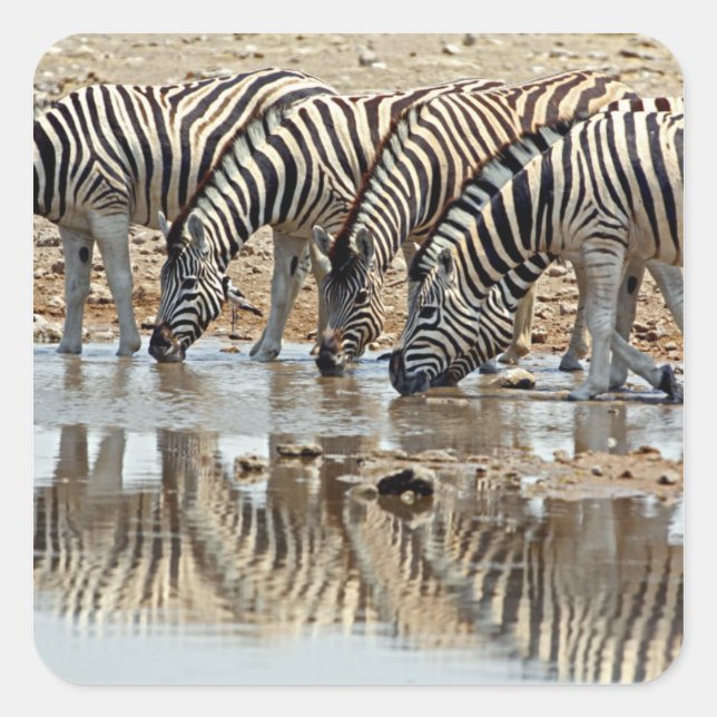 Africa, Namibia, Etosha NP. Burchell's Zebra Square Sticker (Front)