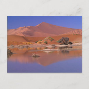Africa, Namibia. Namib-Naukluft Park. 2 Postcard