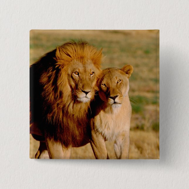 Africa, Namibia, Okonjima. Lion & lioness 15 Cm Square Badge (Front)