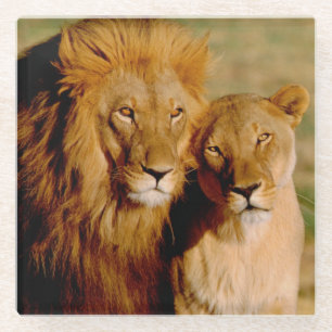 Africa, Namibia, Okonjima. Lion & lioness Glass Coaster