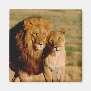 Africa, Namibia, Okonjima. Lion & lioness Magnet