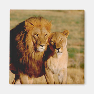 Africa, Namibia, Okonjima. Lion & lioness Magnet