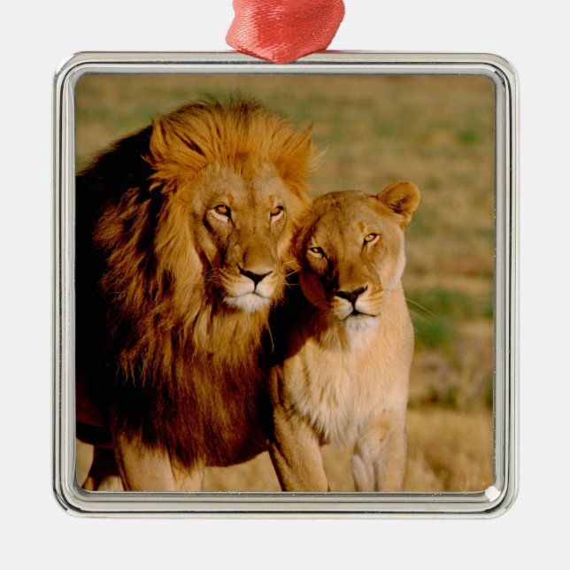 Africa, Namibia, Okonjima. Lion & lioness Metal Tree Decoration (Front)