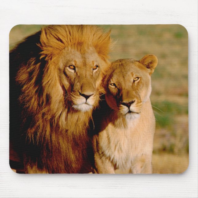 Africa, Namibia, Okonjima. Lion & lioness Mouse Pad (Front)