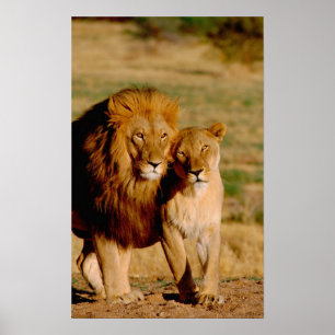 Africa, Namibia, Okonjima. Lion & lioness Poster