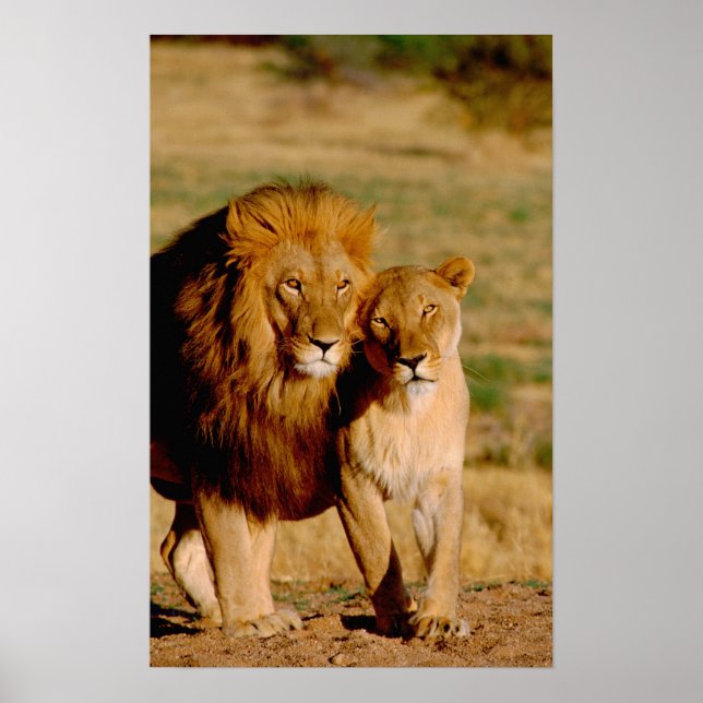 Africa, Namibia, Okonjima. Lion & lioness Poster (Front)