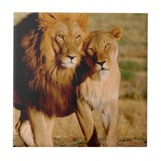 Africa, Namibia, Okonjima. Lion & lioness Tile (Front)