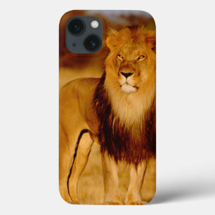 Africa, Namibia, Okonjima. Lone male lion iPhone 13 Case