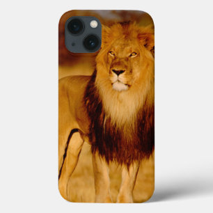 Africa, Namibia, Okonjima. Lone male lion iPhone 13 Case
